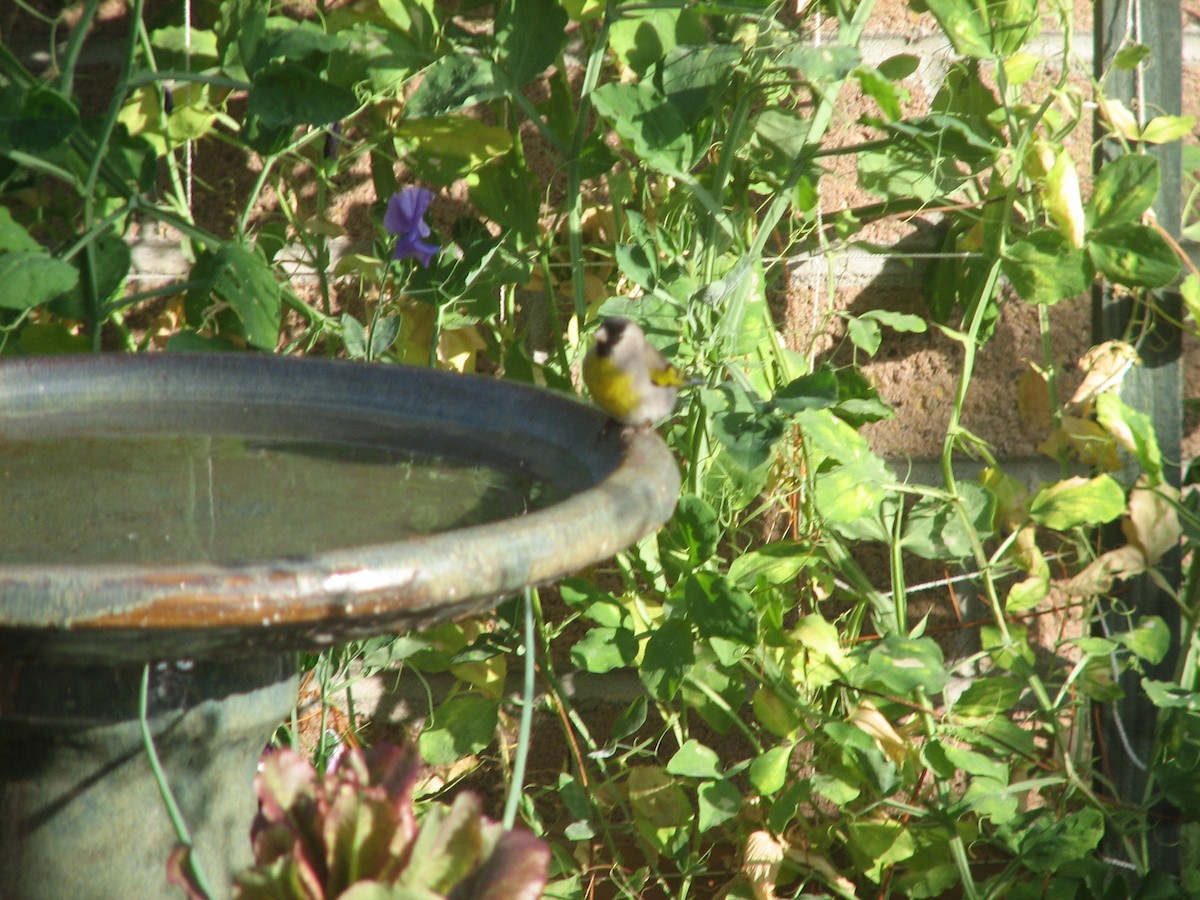 Lawrence's Goldfinch - ML531144931