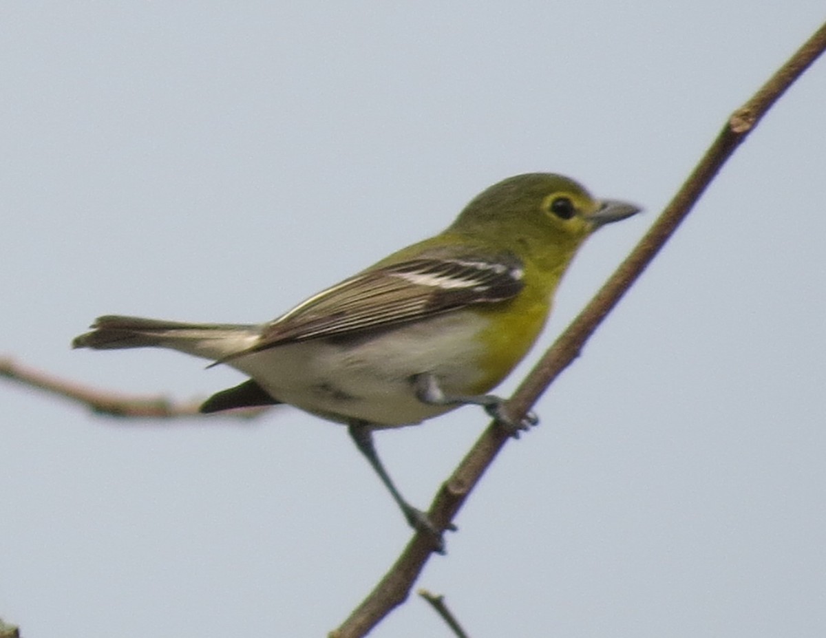 Viréo à gorge jaune - ML53114591