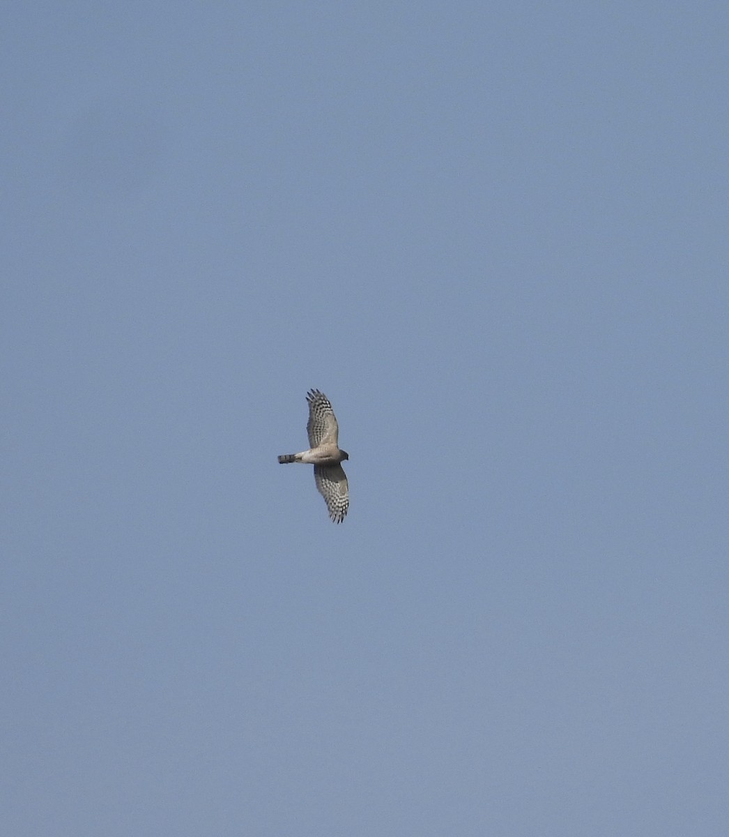 Sharp-shinned Hawk - ML531145961