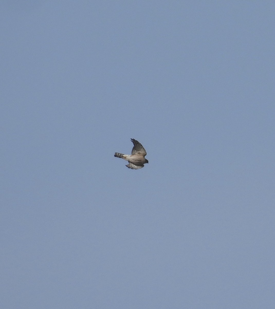 Sharp-shinned Hawk - ML531145971