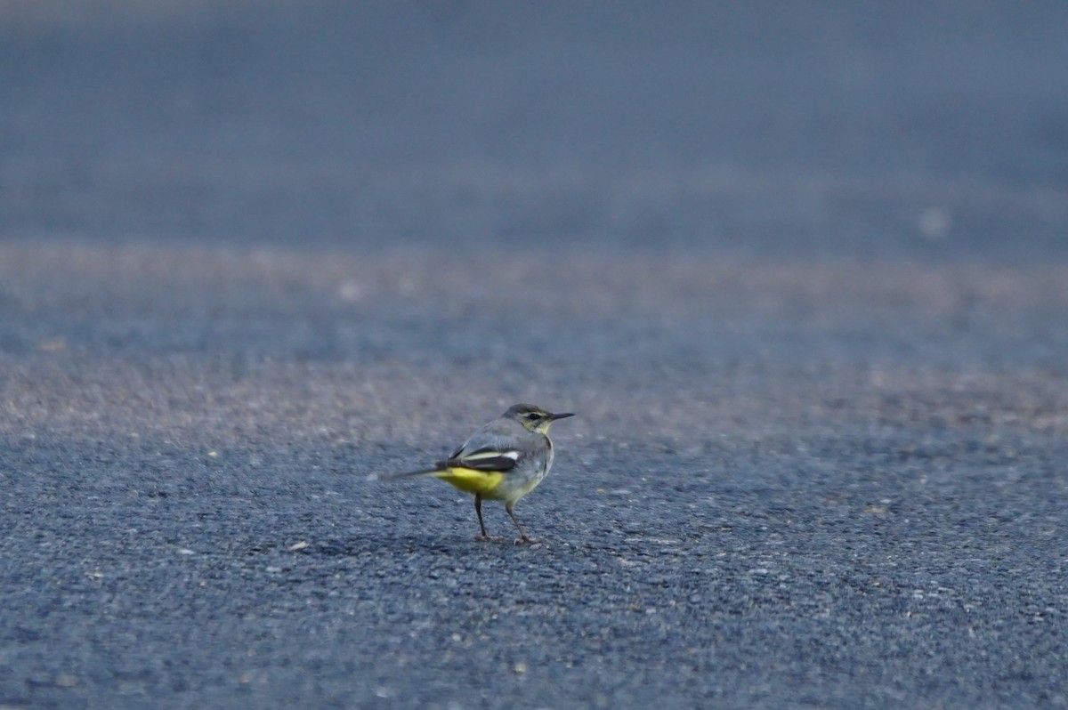 Gray Wagtail - ML53114601