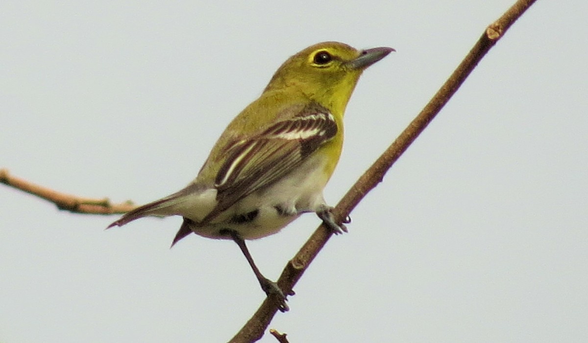 Yellow-throated Vireo - ML53114641