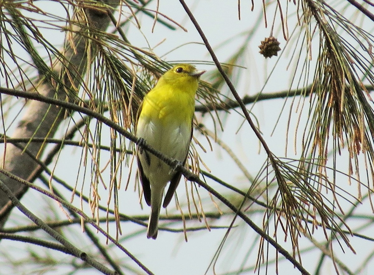 Yellow-throated Vireo - ML53114661