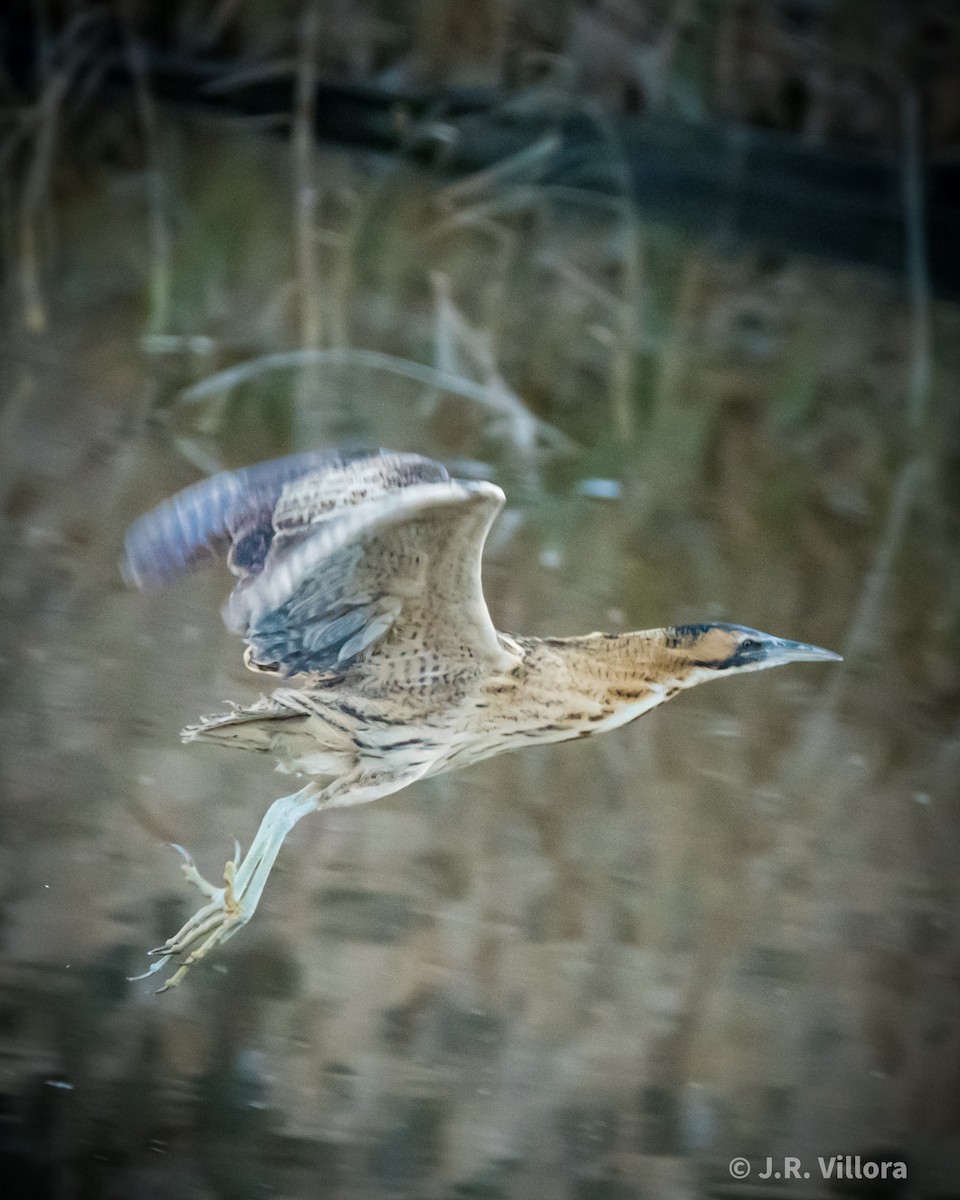 Great Bittern - ML531147941