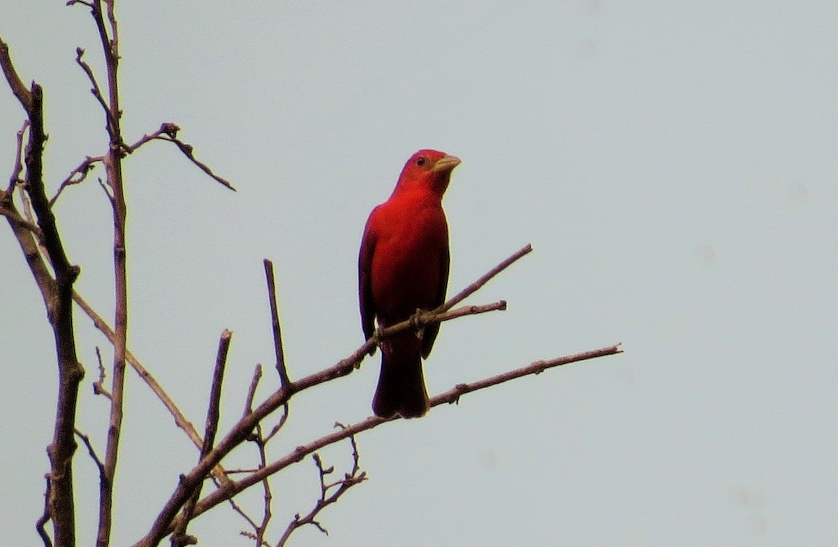 Piranga Roja - ML53114811