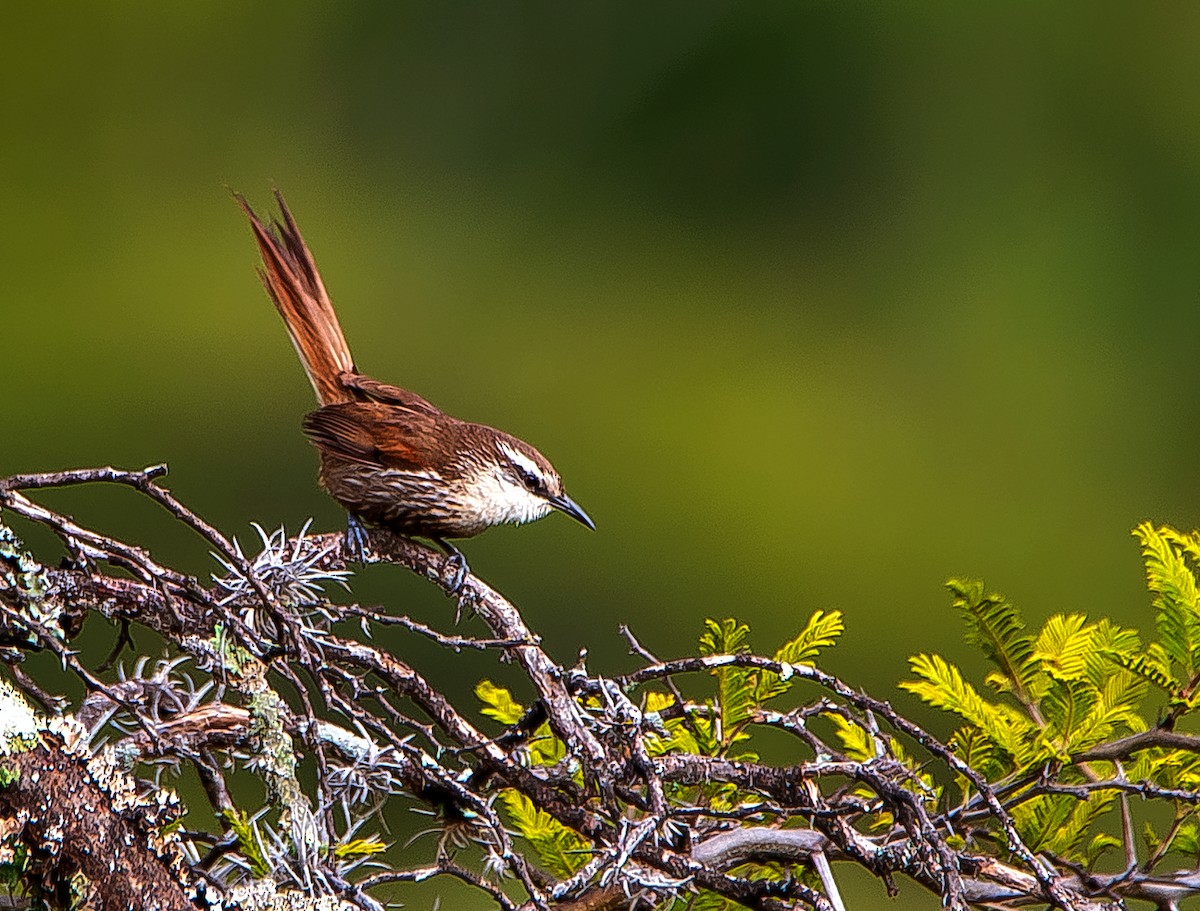 Synallaxe à poitrine rayée - ML531148391