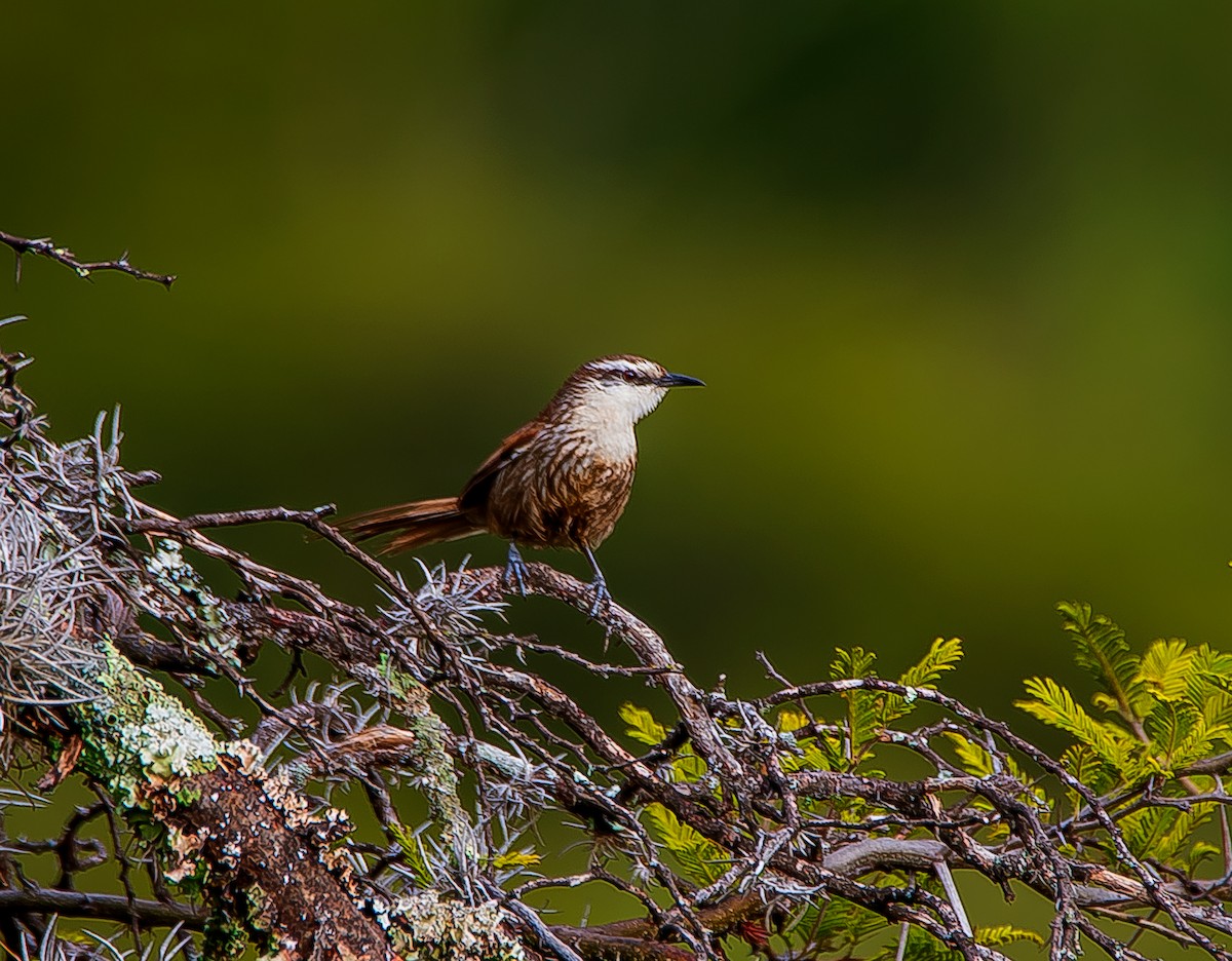 Great Spinetail - José Antonio Padilla Reyes