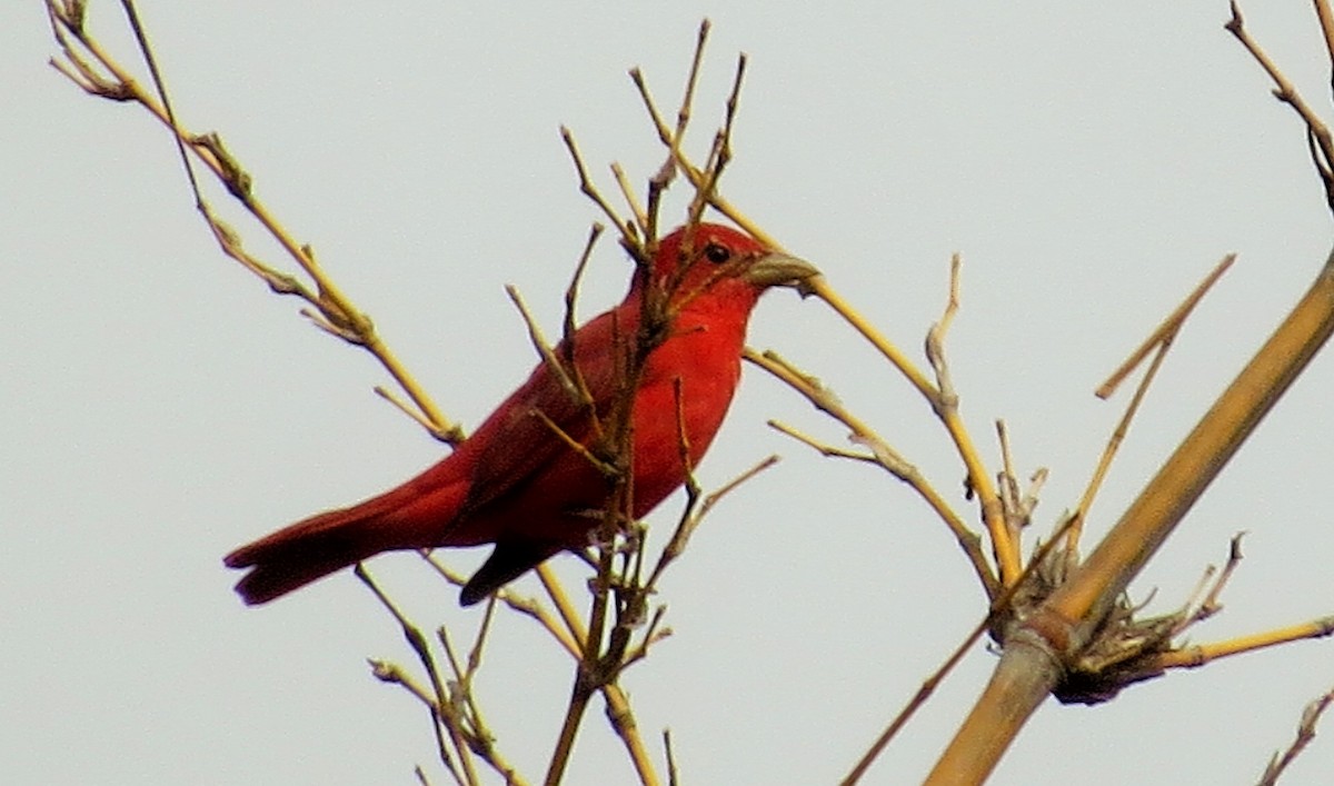 Summer Tanager - ML53114841