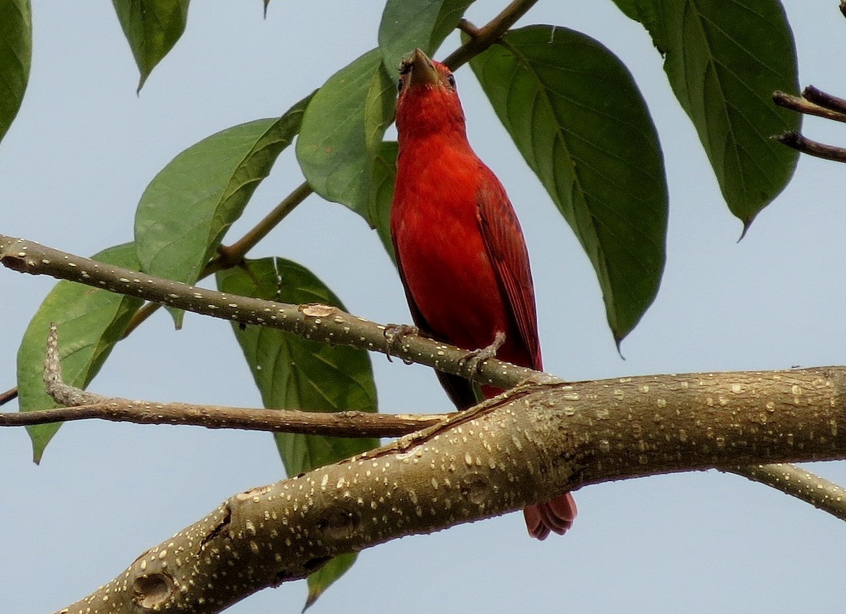 Summer Tanager - ML53114851