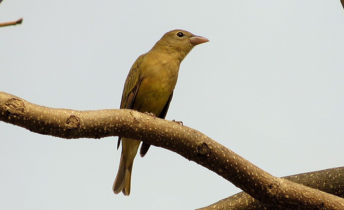 Summer Tanager - ML53114861