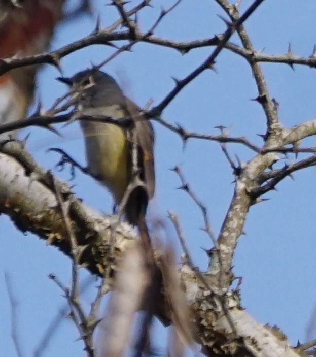 Minivet Chico - ML53114871