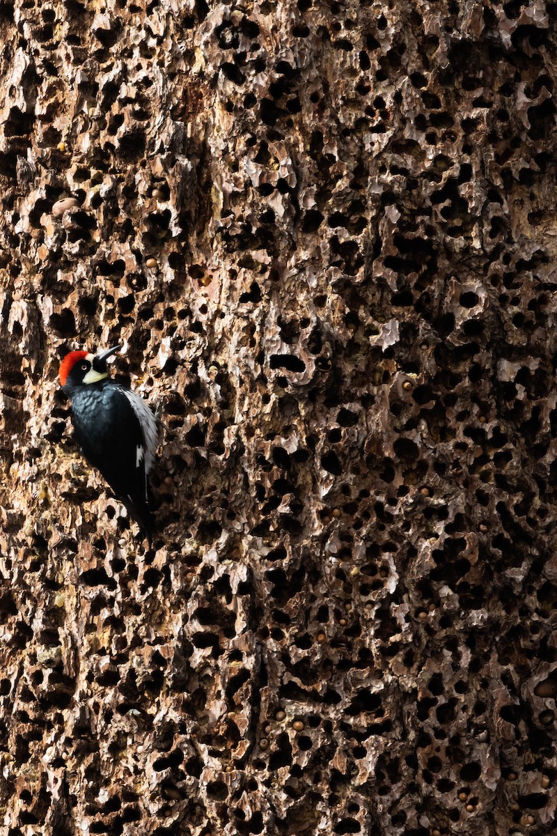 Acorn Woodpecker - Alex Lamoreaux