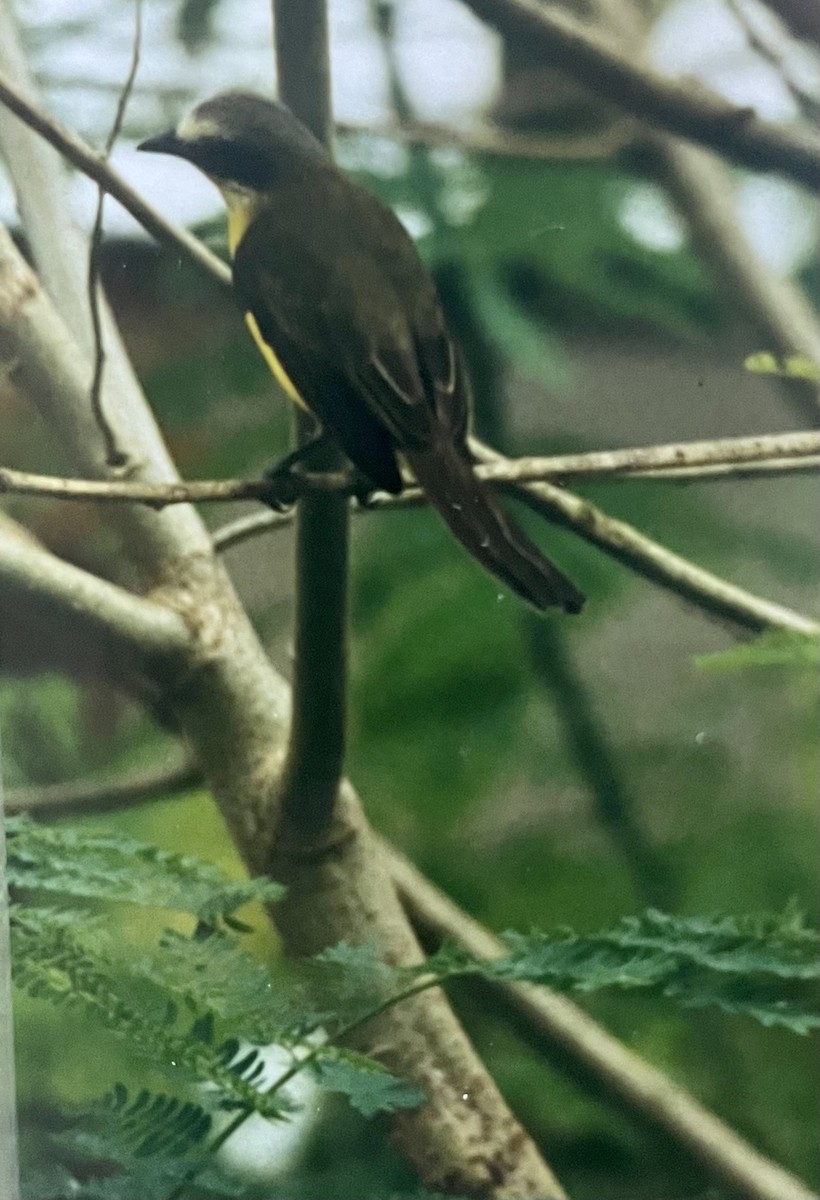 Gray-capped Flycatcher - Eric Haskell