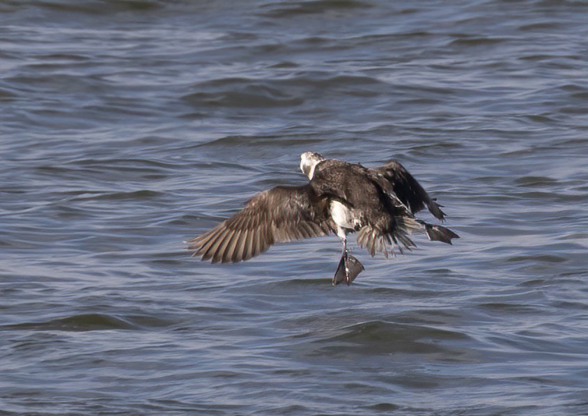 Long-tailed Duck - ML531151381