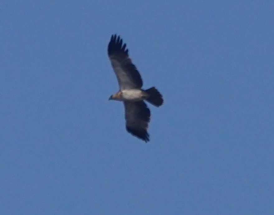 Tawny Eagle - ML53115141