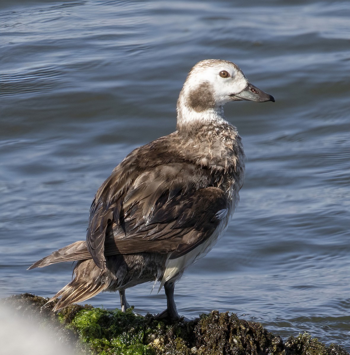 Long-tailed Duck - ML531151461