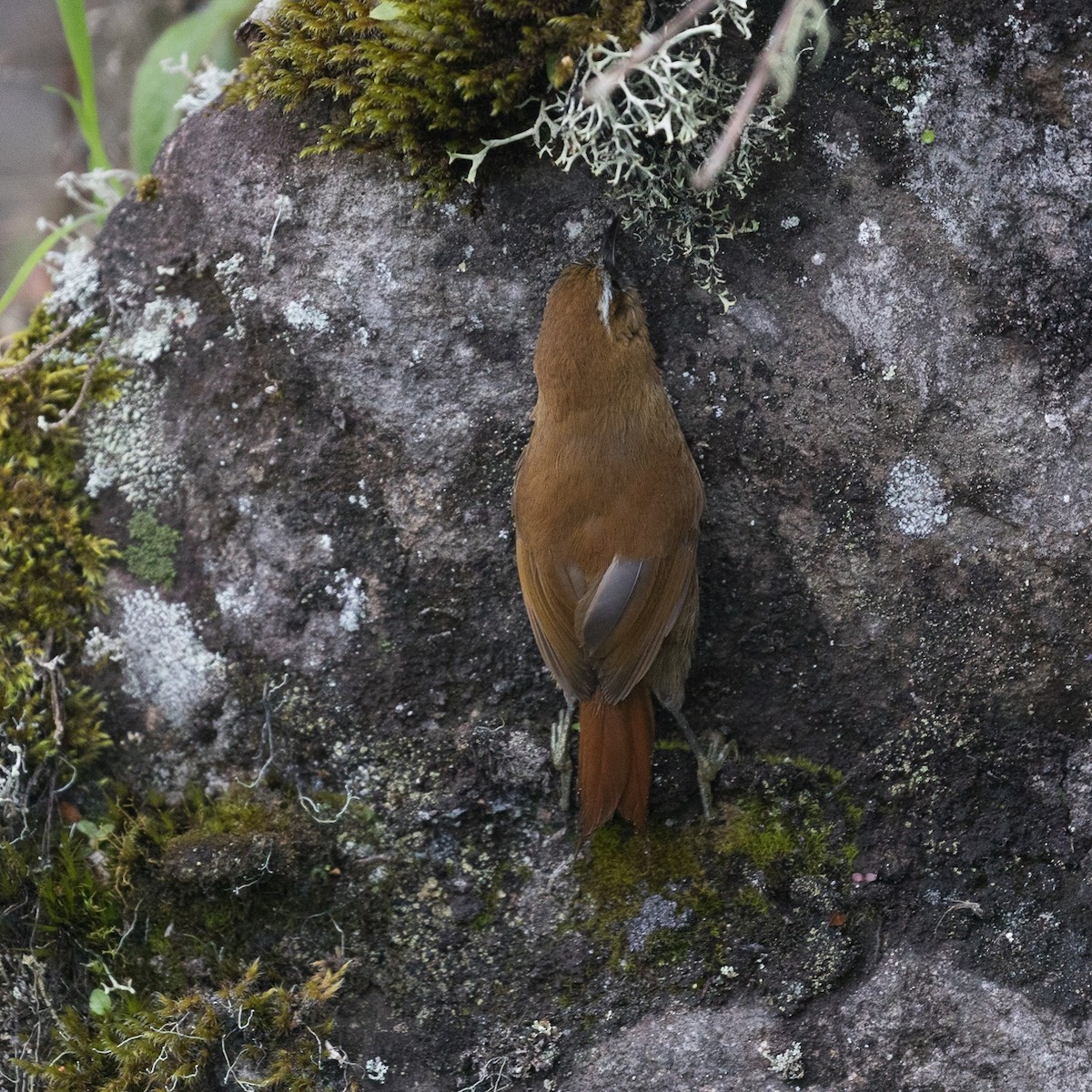 White-browed Spinetail - PATRICK BEN SOUSSAN