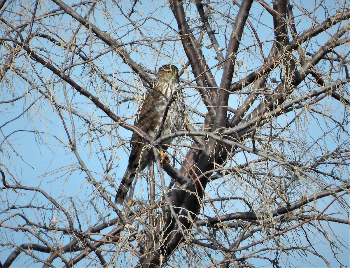 Cooper's Hawk - ML531152521