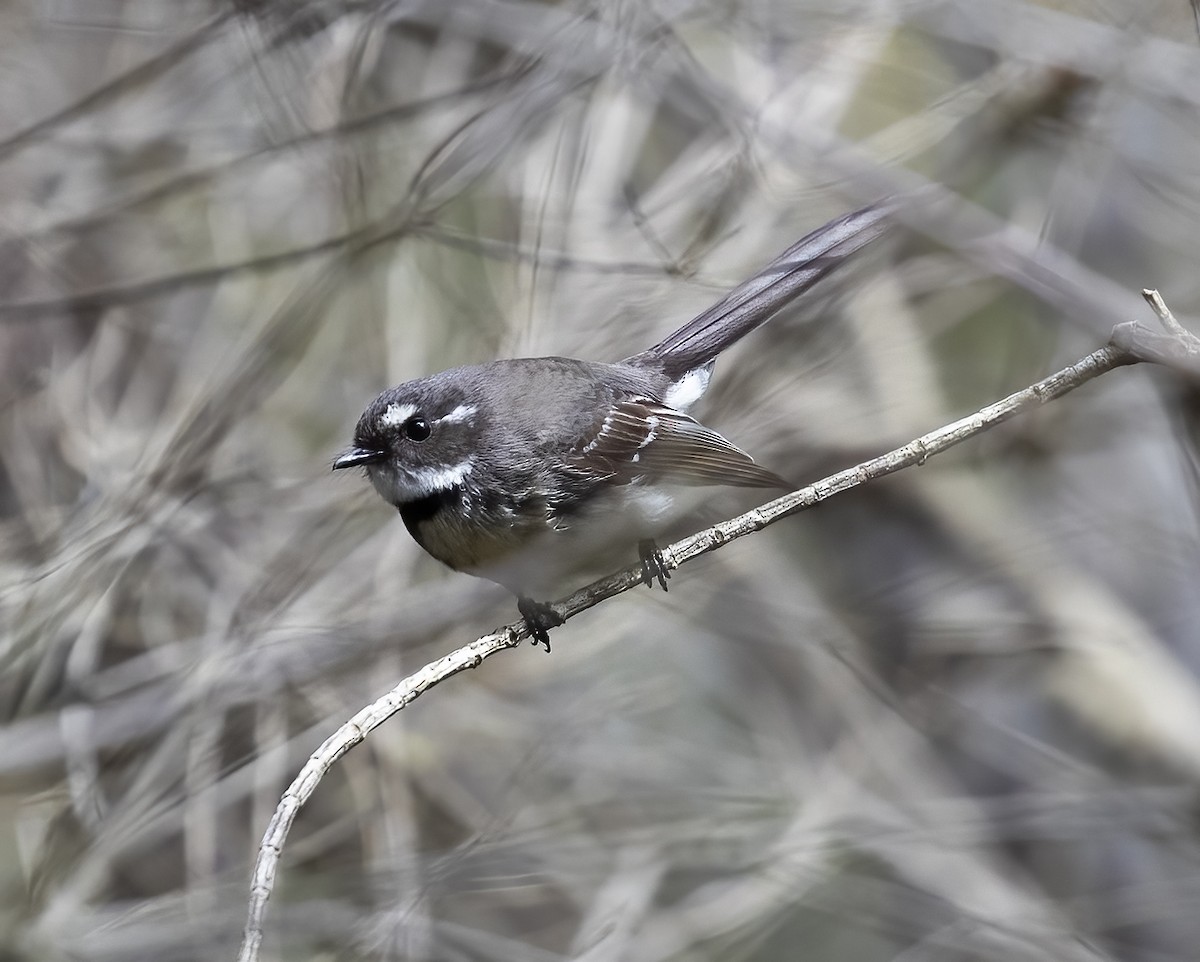 Gray Fantail - ML531152671