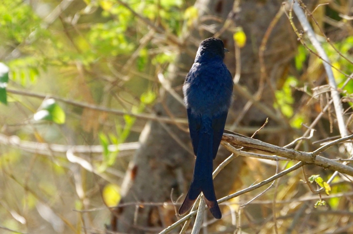 ub. drongo (Dicrurus sp.) - ML53115271