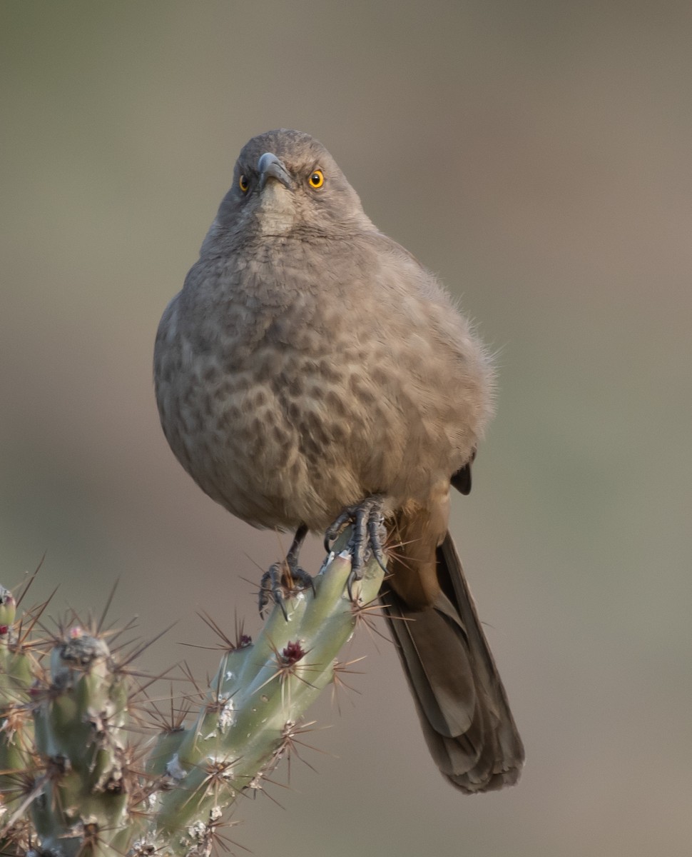 Curve-billed Thrasher (palmeri Group) - ML531152851