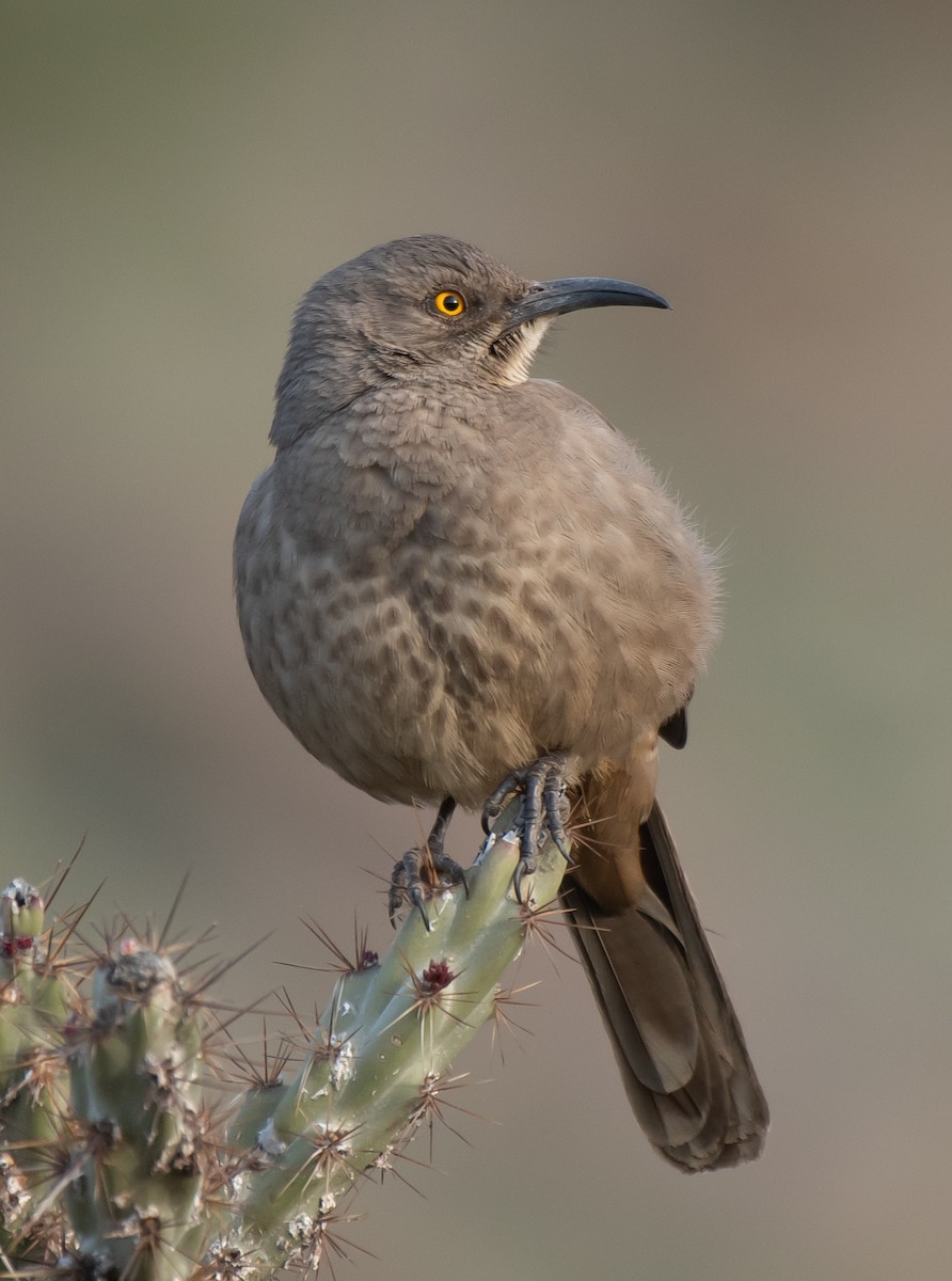 Curve-billed Thrasher (palmeri Group) - ML531152861