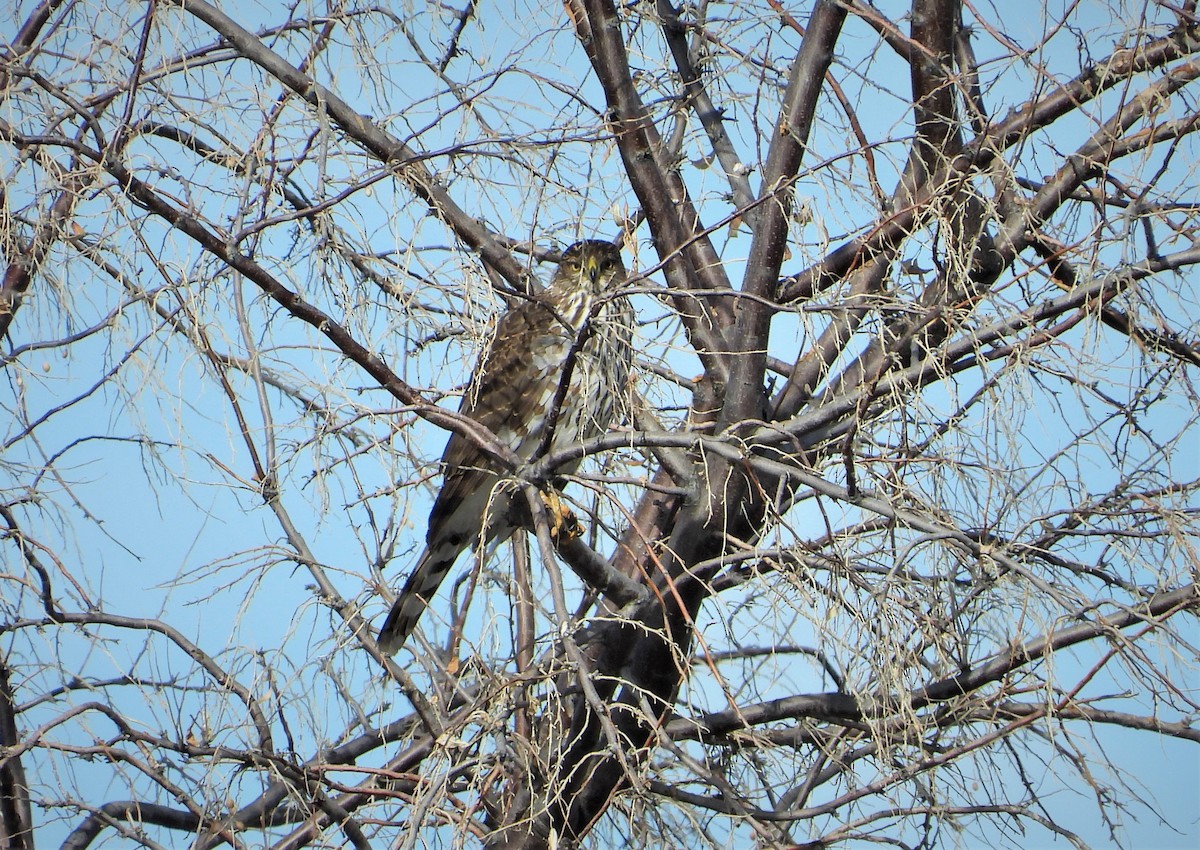 Cooper's Hawk - ML531153031