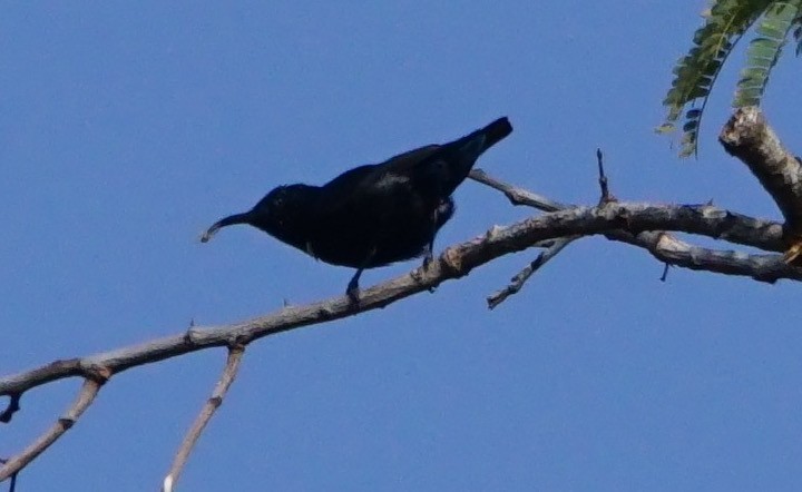 צופית סגולה - ML53115491