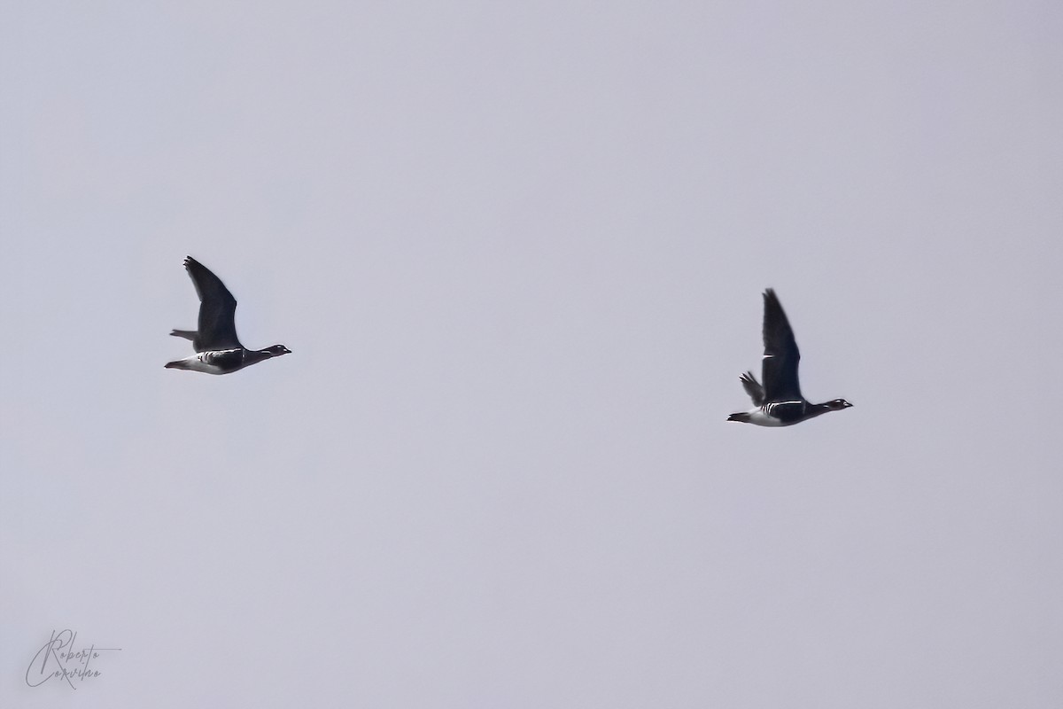 Red-breasted Goose - ML531156251