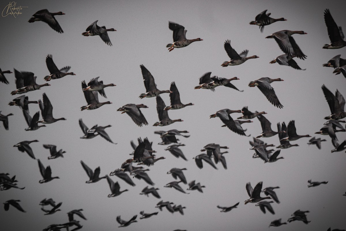 Greater White-fronted Goose - ML531156551