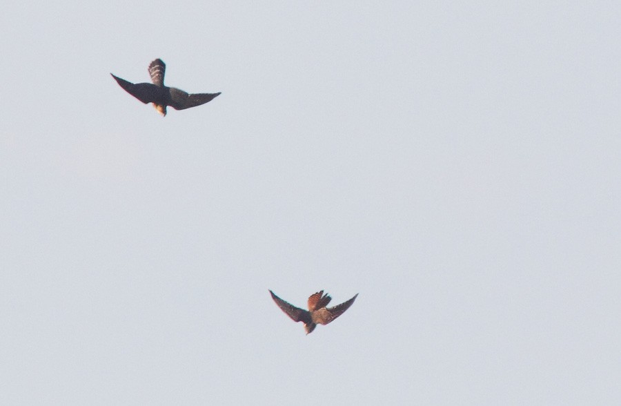 Merlin - Brandon Holden