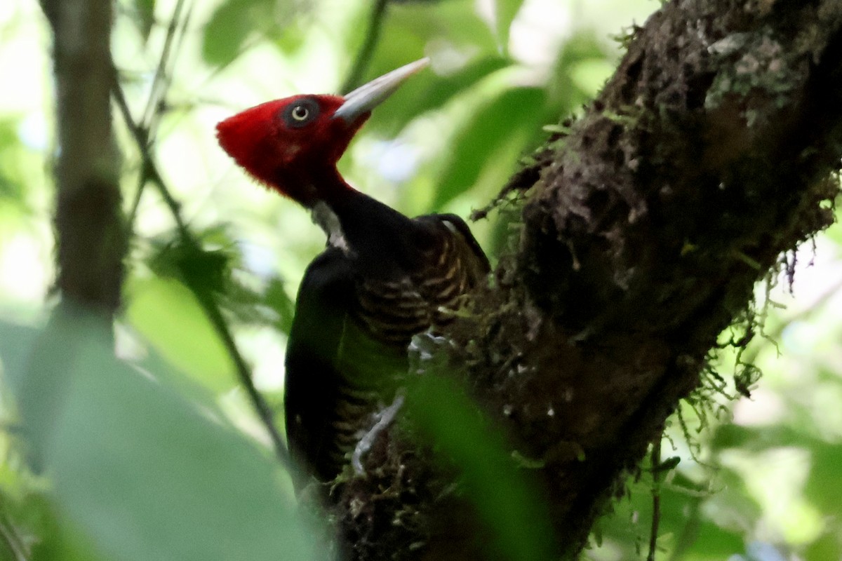 Pale-billed Woodpecker - Eric Cameron