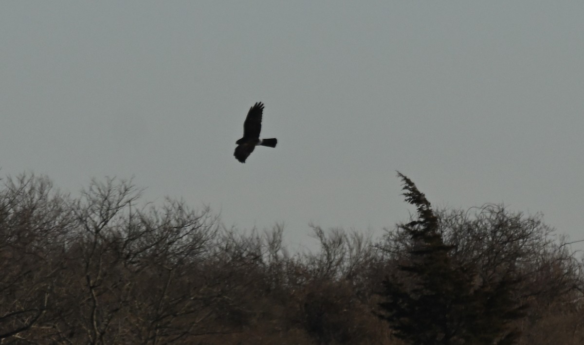 Northern Harrier - ML531159251