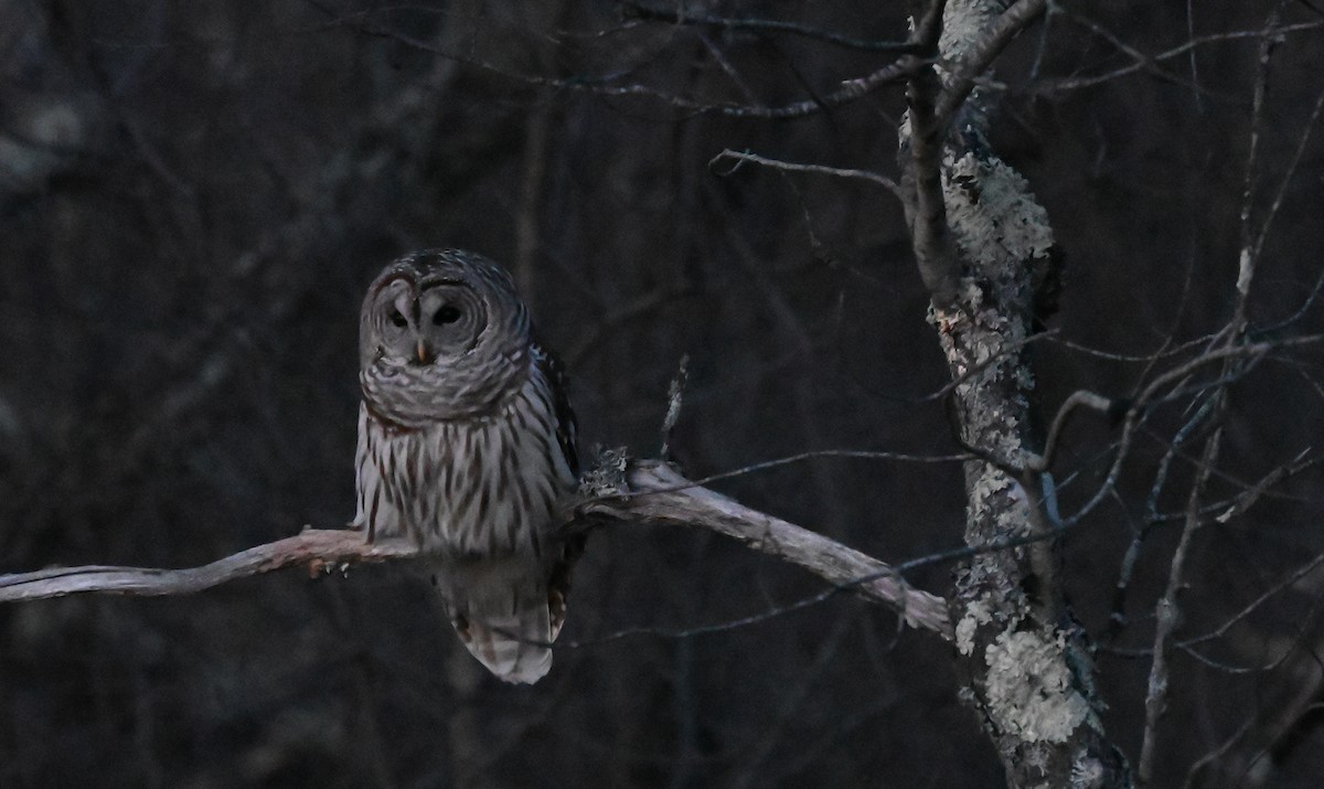 Barred Owl - ML531159421