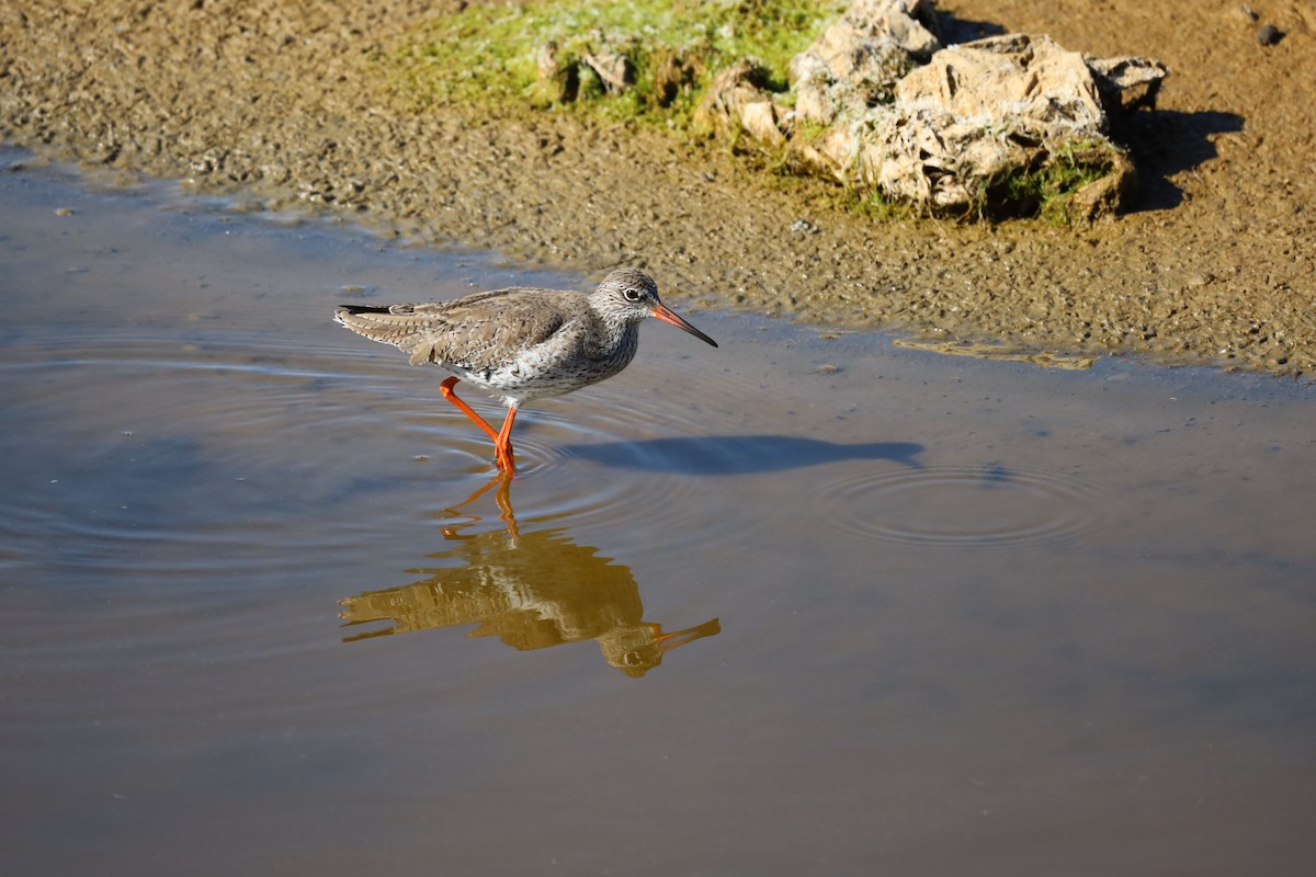 Common Redshank - ML531160151