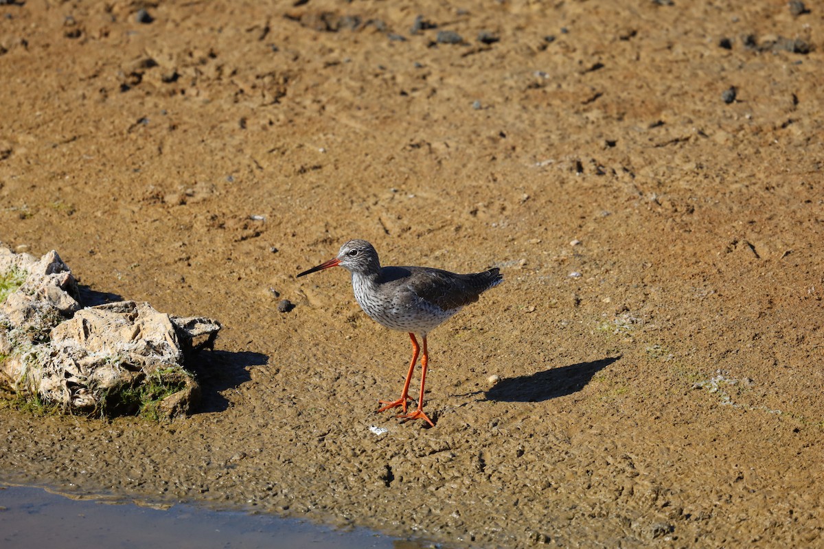 Common Redshank - ML531160161