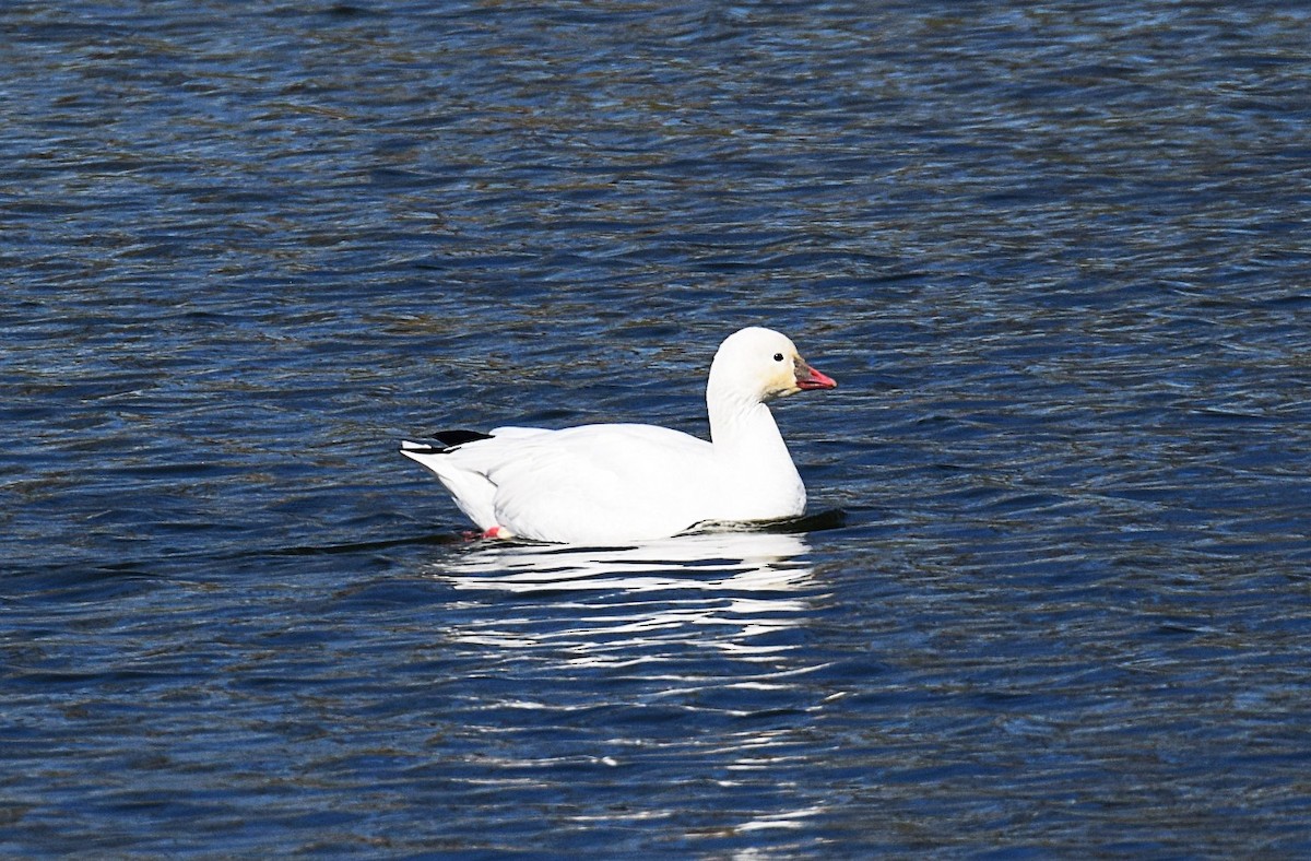 Ross's Goose - Hugh Barger