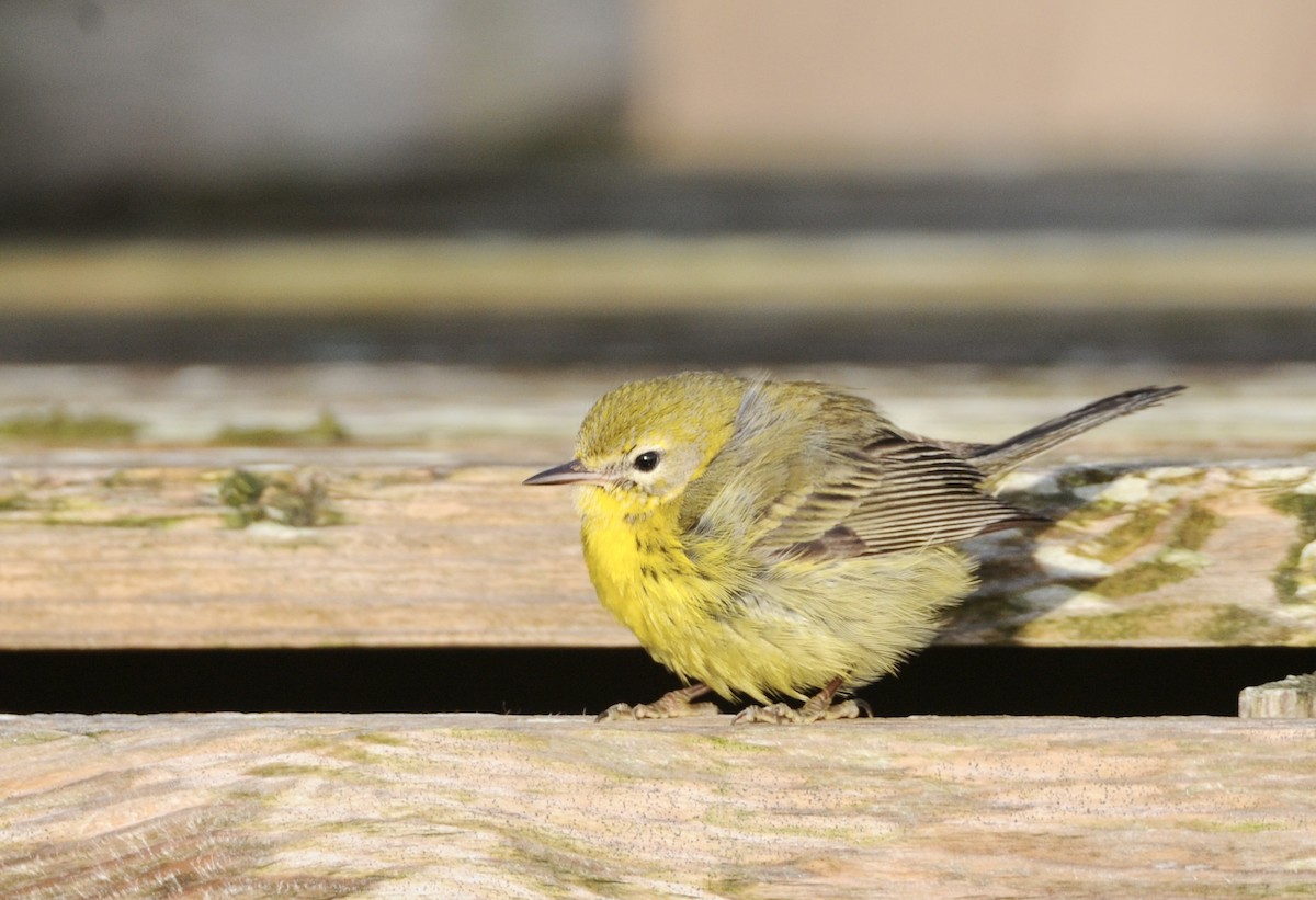 Prairie Warbler - Greg Stroud