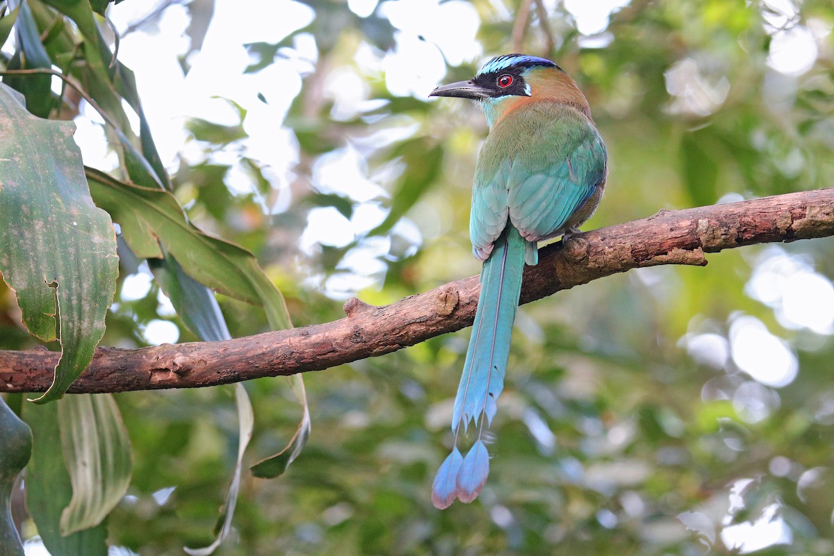 Diademmotmot - ML531161691