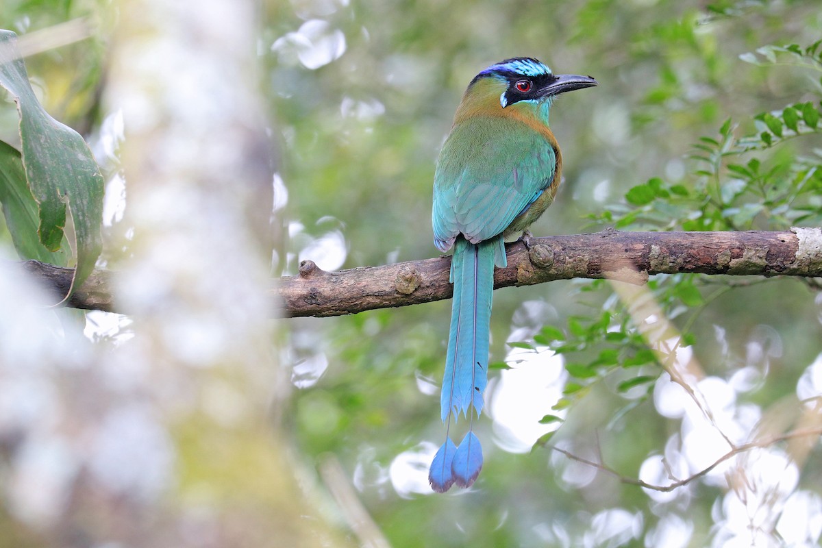 Diademmotmot - ML531161781