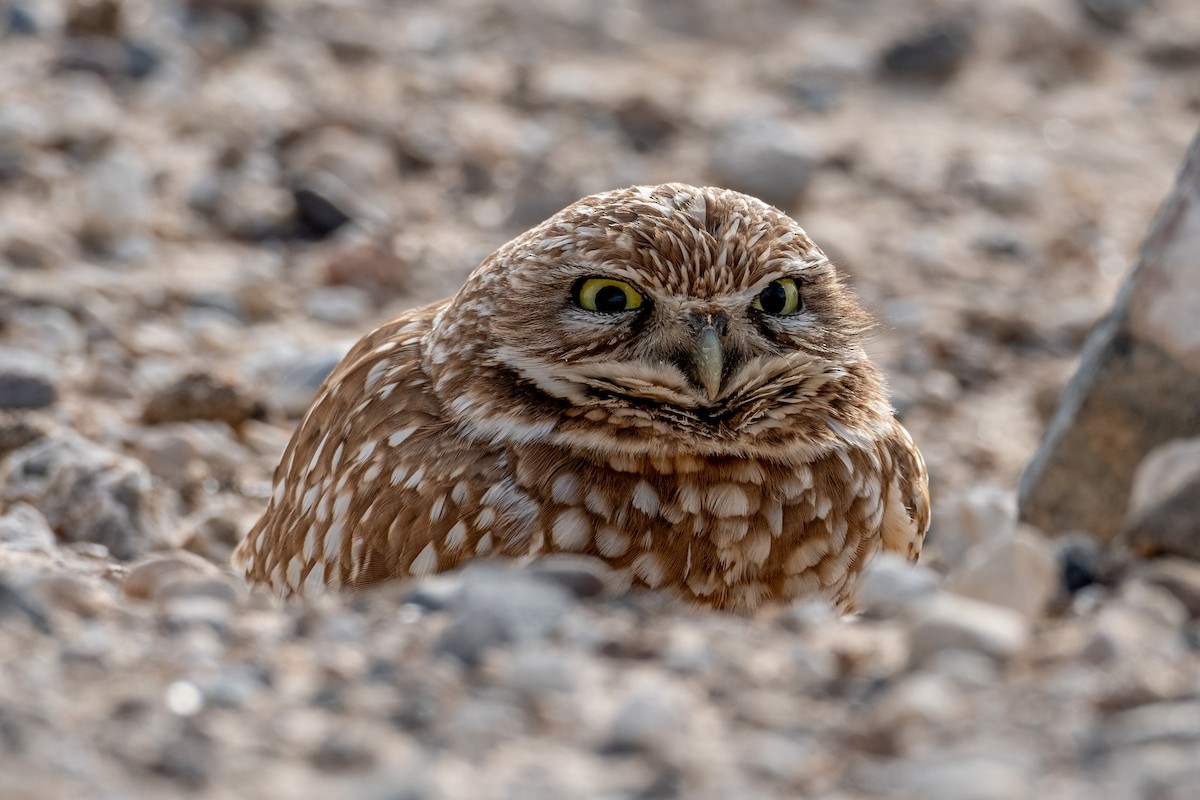 Burrowing Owl - ML531161851