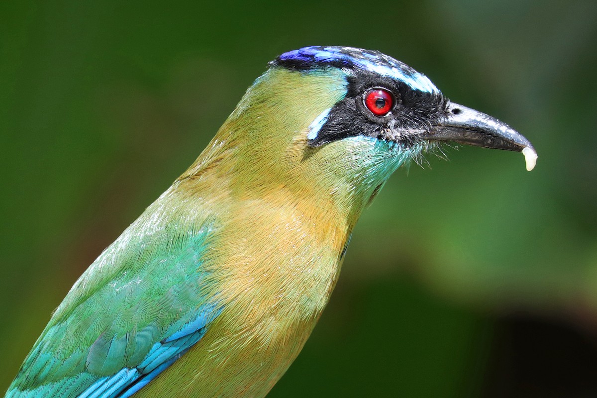 Diademmotmot - ML531161881