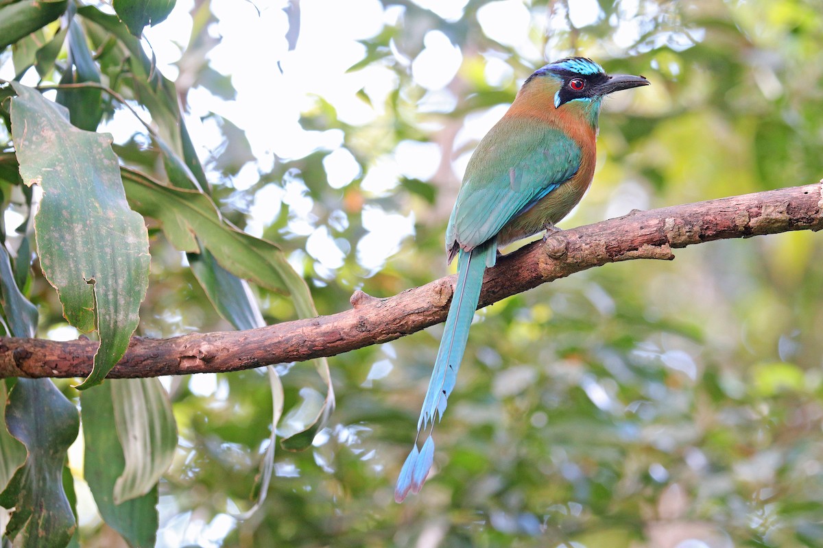 Diademmotmot - ML531162031