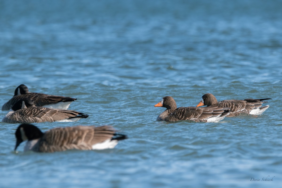 Greater White-fronted Goose - ML531162591