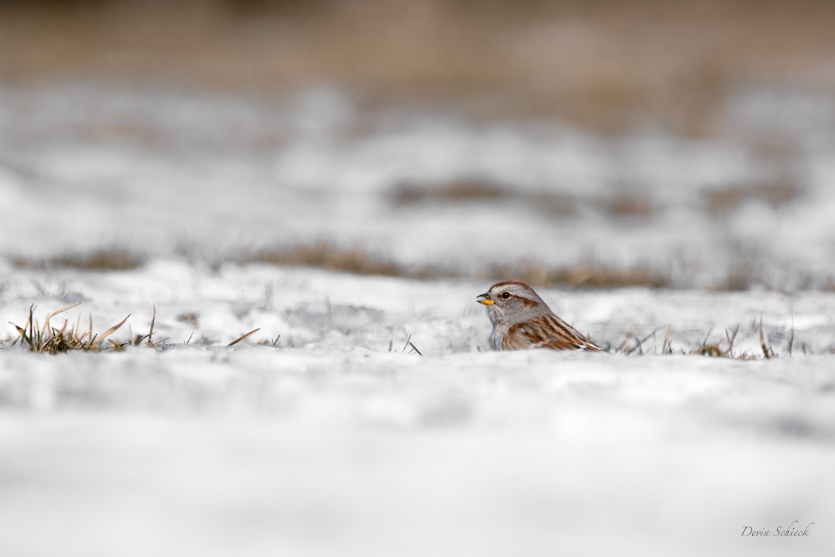 American Tree Sparrow - ML531162841