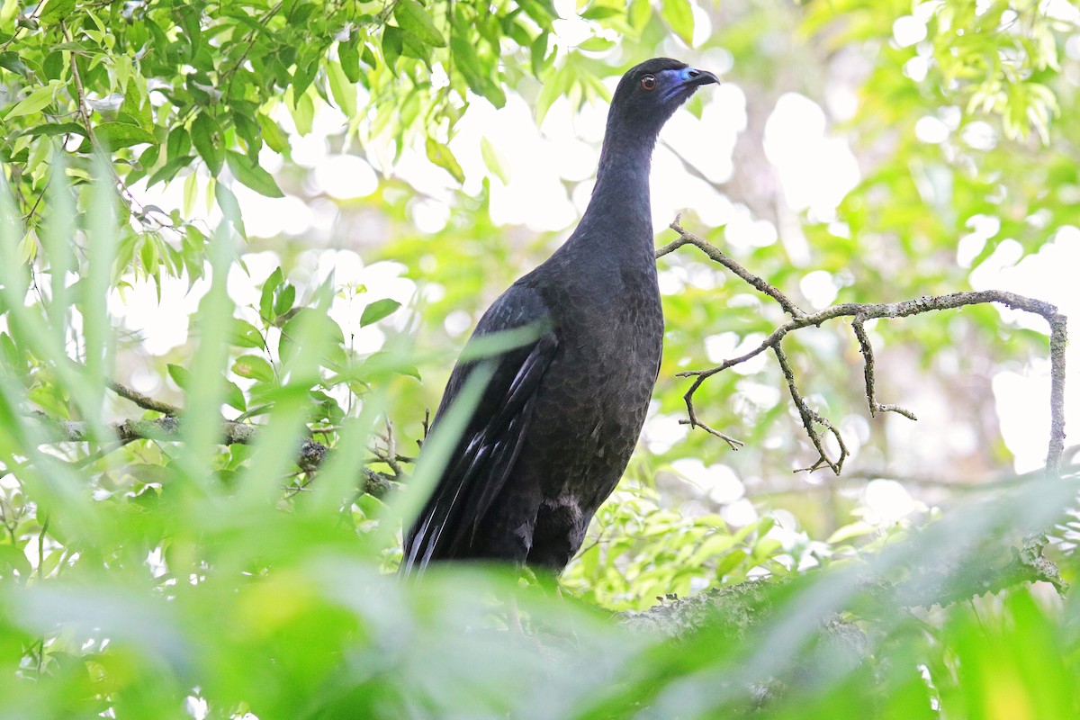 Schwarzguan - ML531163381