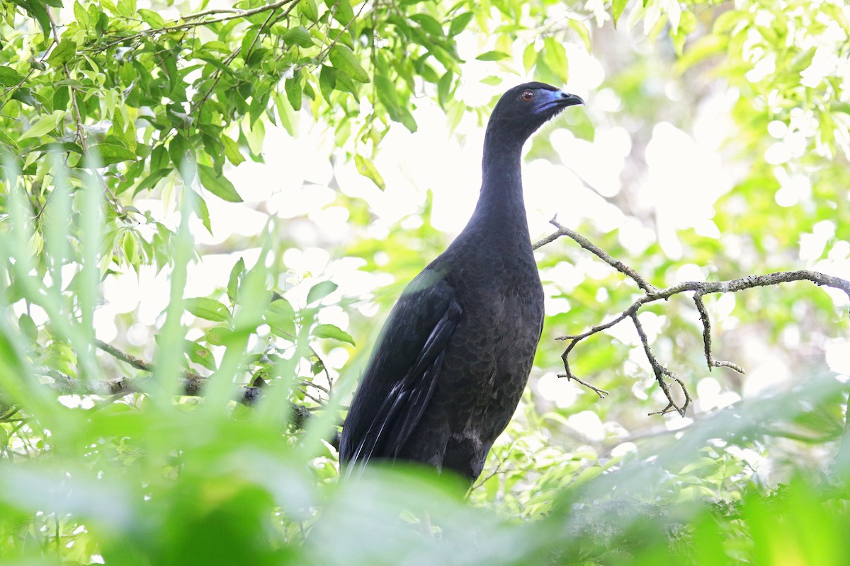 Schwarzguan - ML531163471