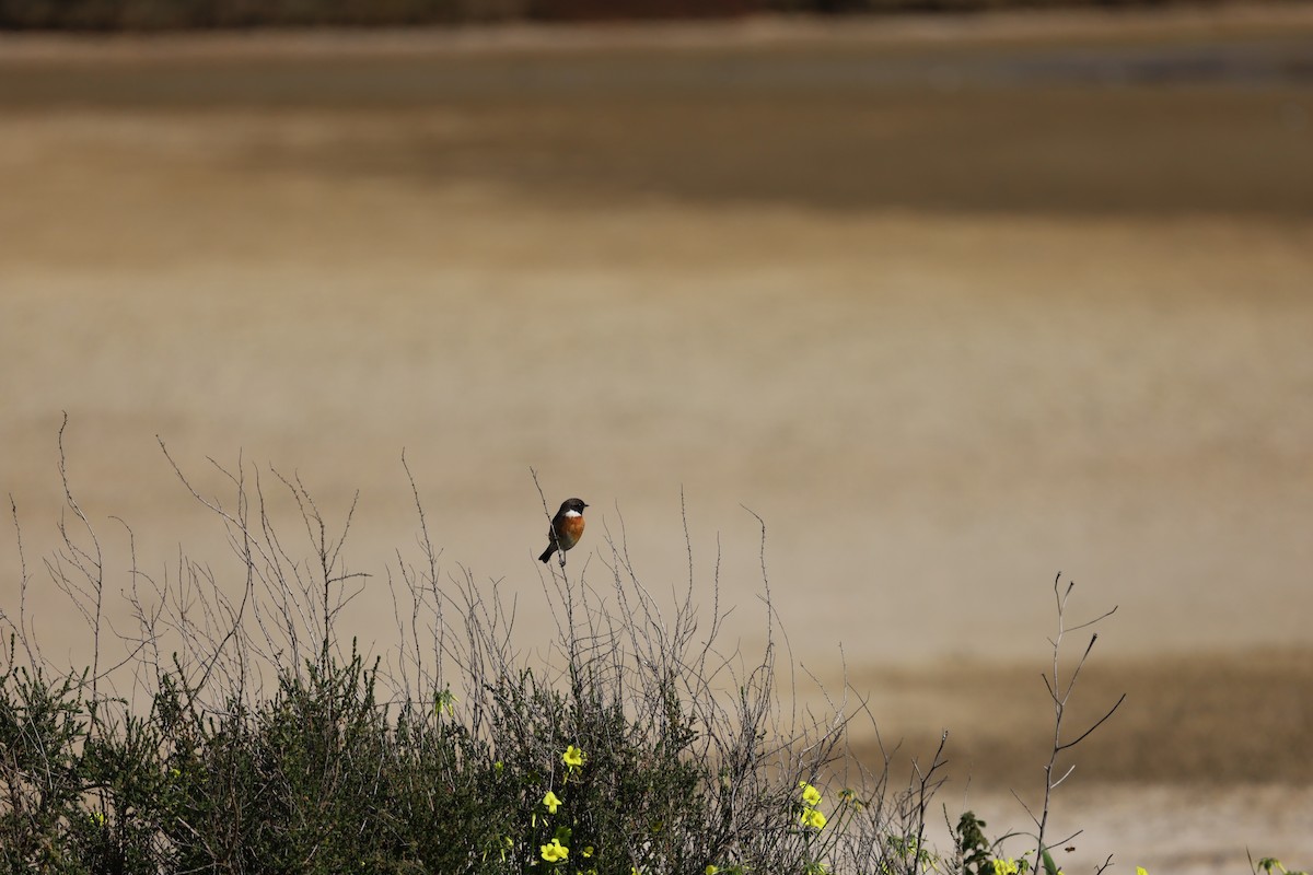 European Stonechat - ML531163771