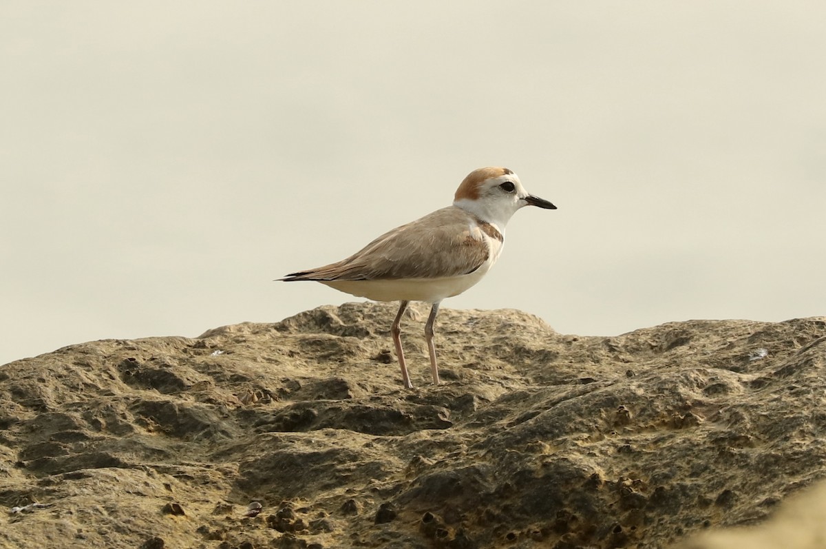 White-faced Plover - ML531165201