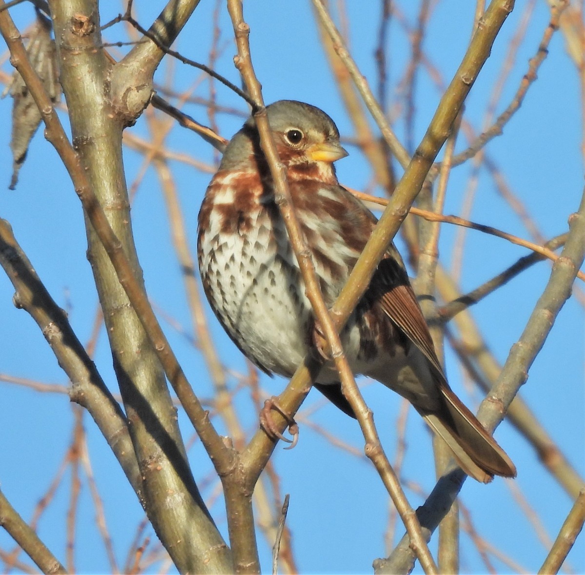 Fox Sparrow - ML531165591